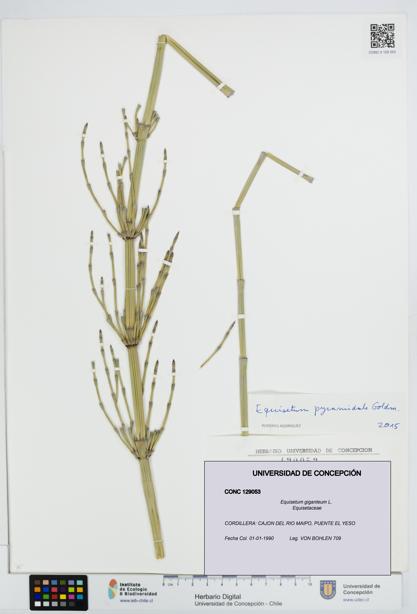 Equisetum giganteum [Espécimen: UDEC:CONC:0129053]