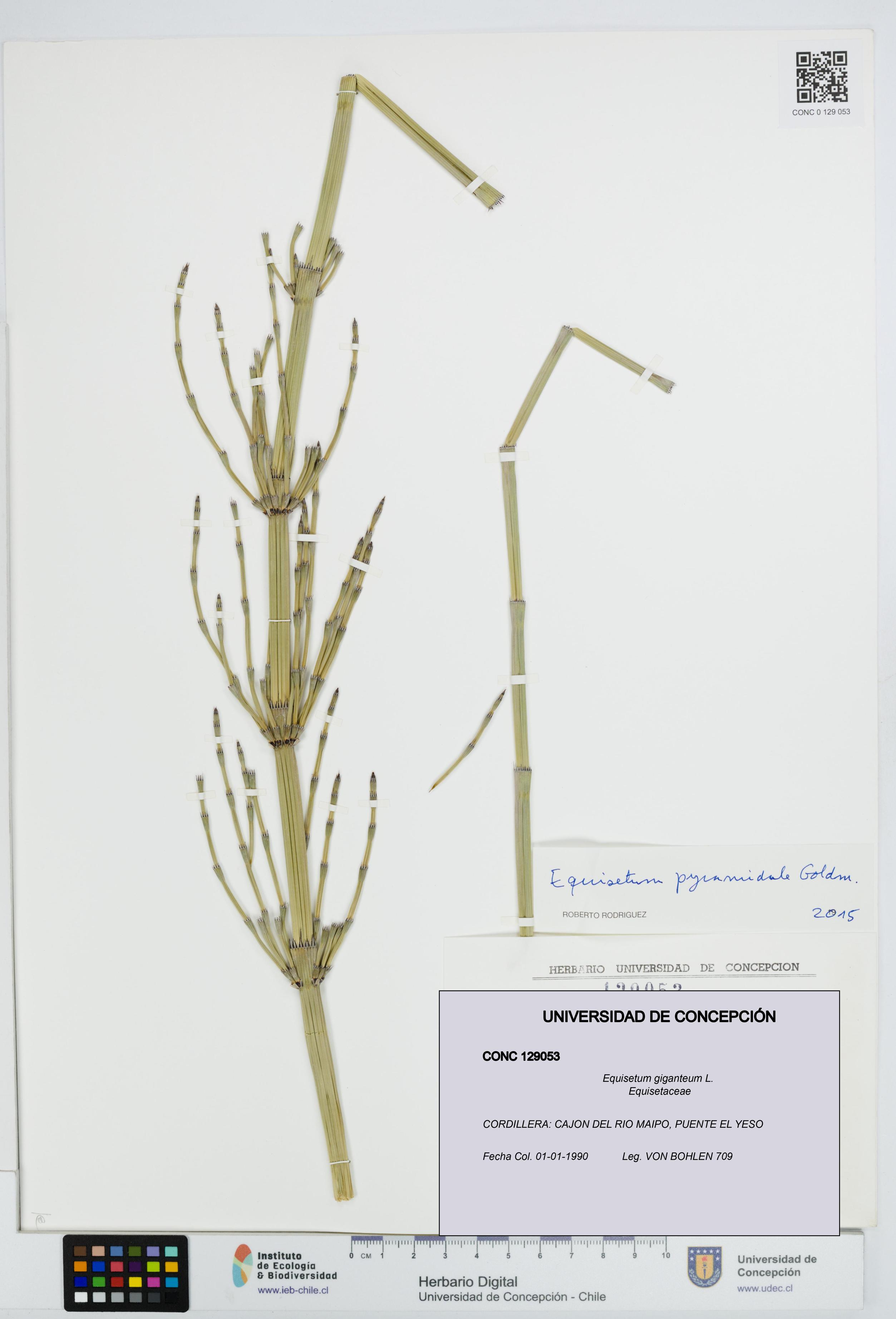Equisetum giganteum [Espécimen: UDEC:CONC:0129053]