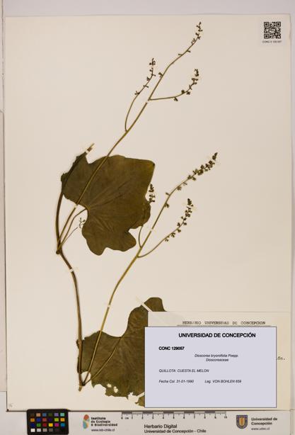 Dioscorea bryoniifolia [Espécimen: ]