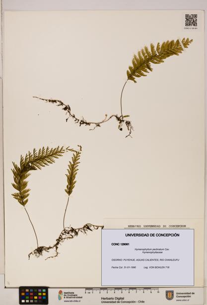 Hymenophyllum pectinatum [Espécimen: ]