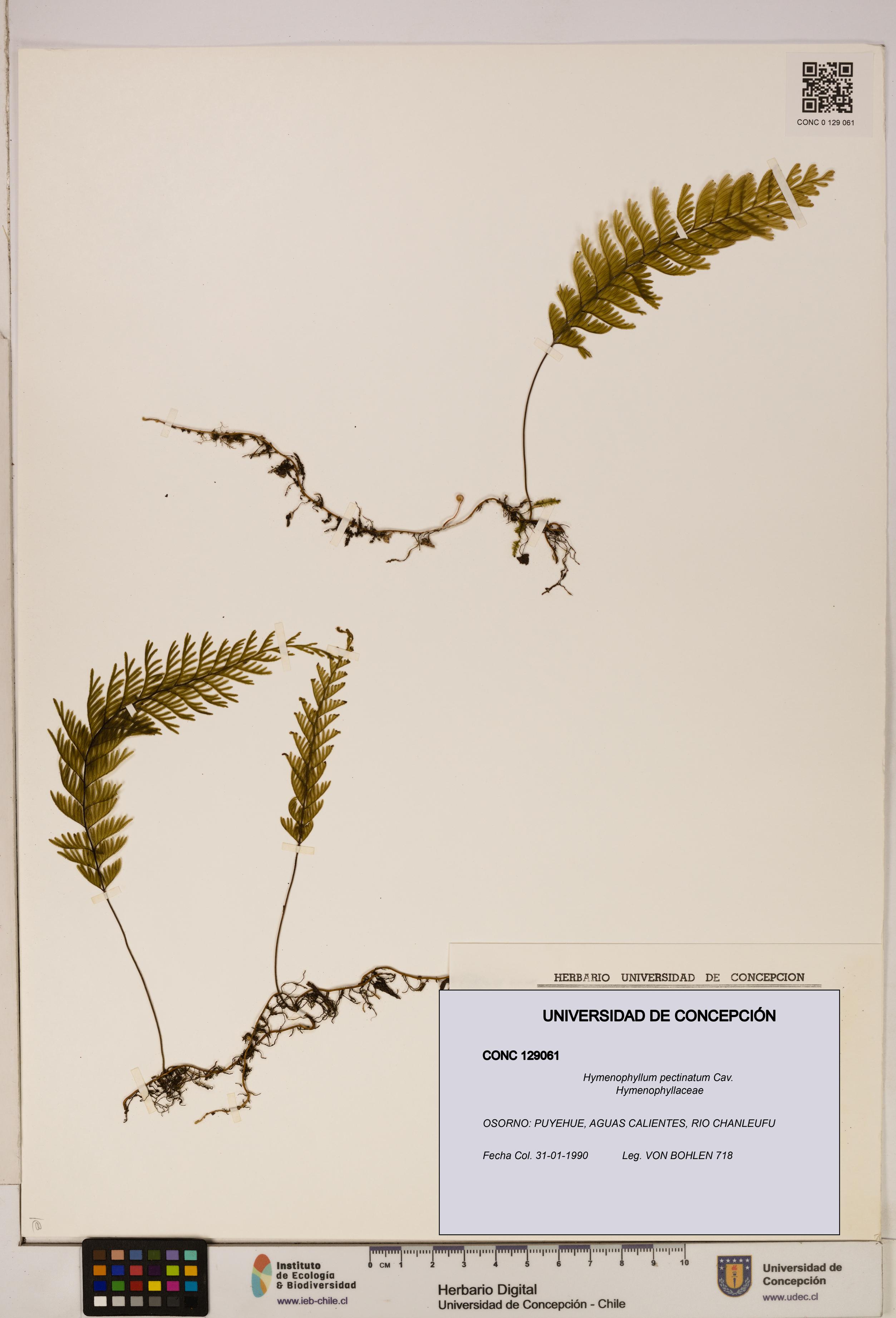 Hymenophyllum pectinatum [Espécimen: ]