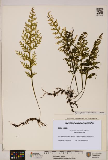 Hymenophyllum caudatum [Espécimen: UDEC:CONC:0129064]