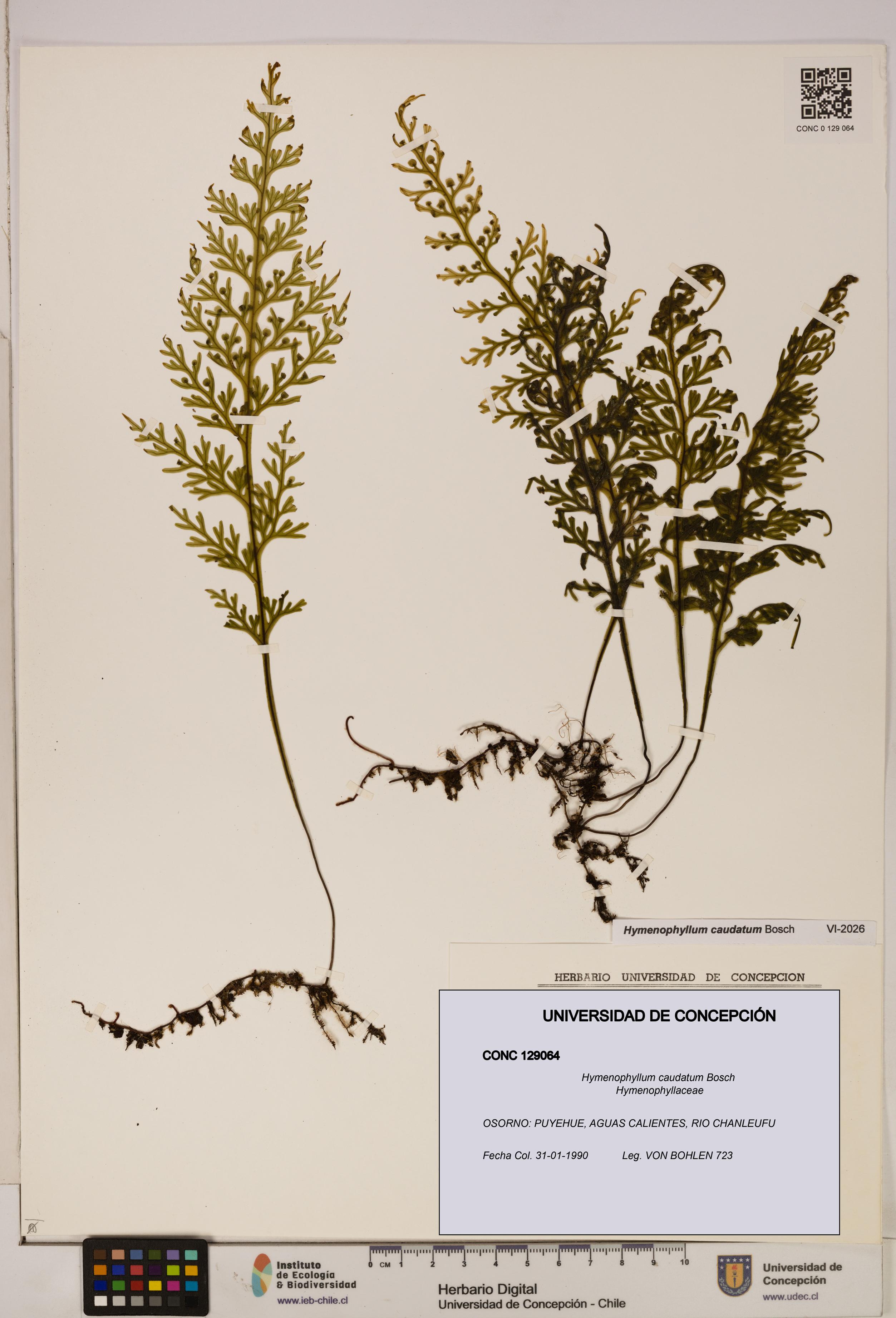 Hymenophyllum caudatum [Espécimen: UDEC:CONC:0129064]