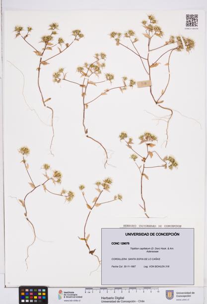 Triptilion capillatum [Espécimen: ]
