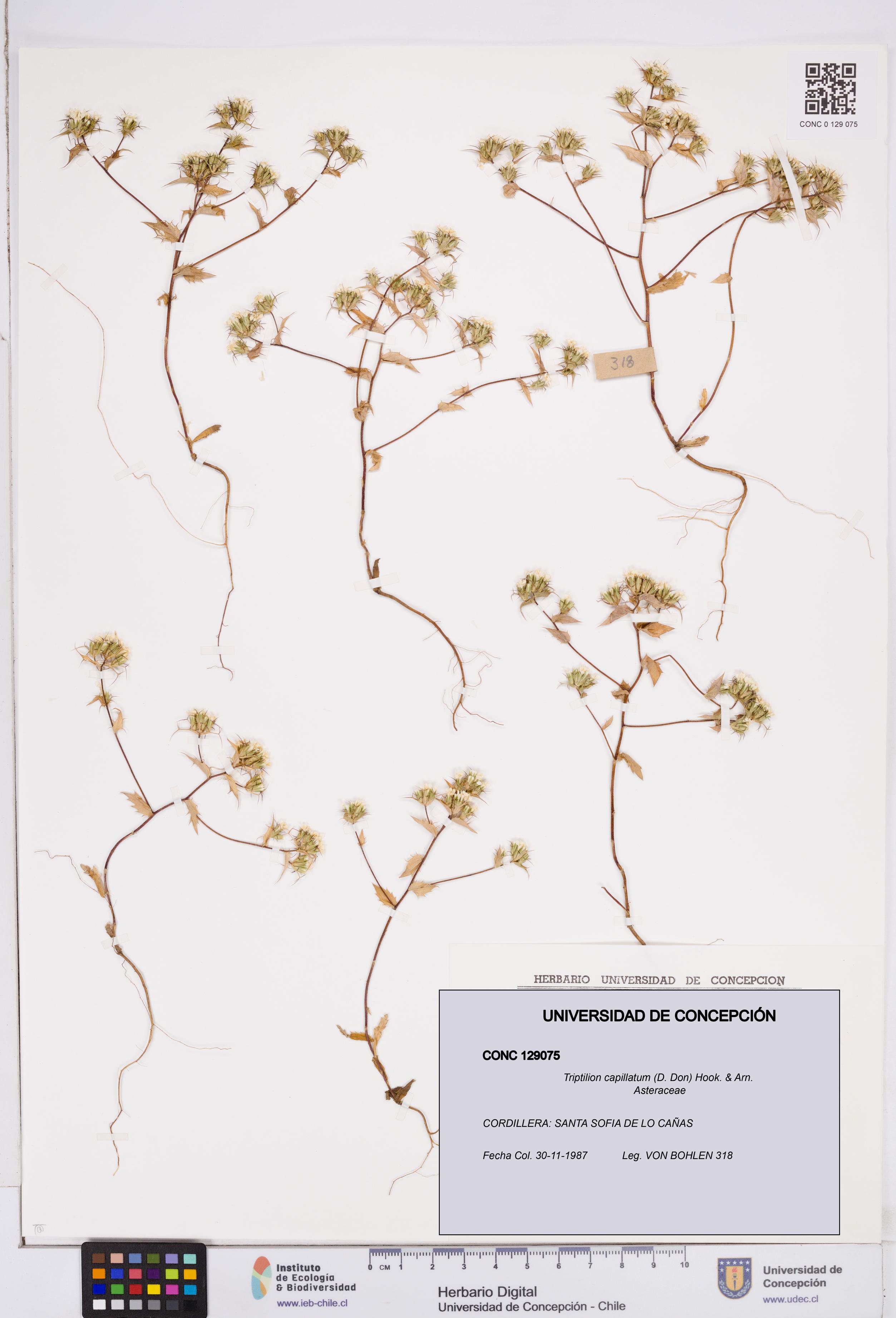 Triptilion capillatum [Espécimen: ]