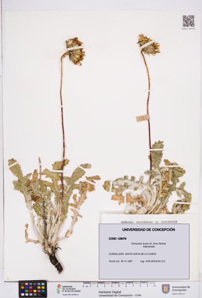 Trichocline aurea [Espécimen: ]
