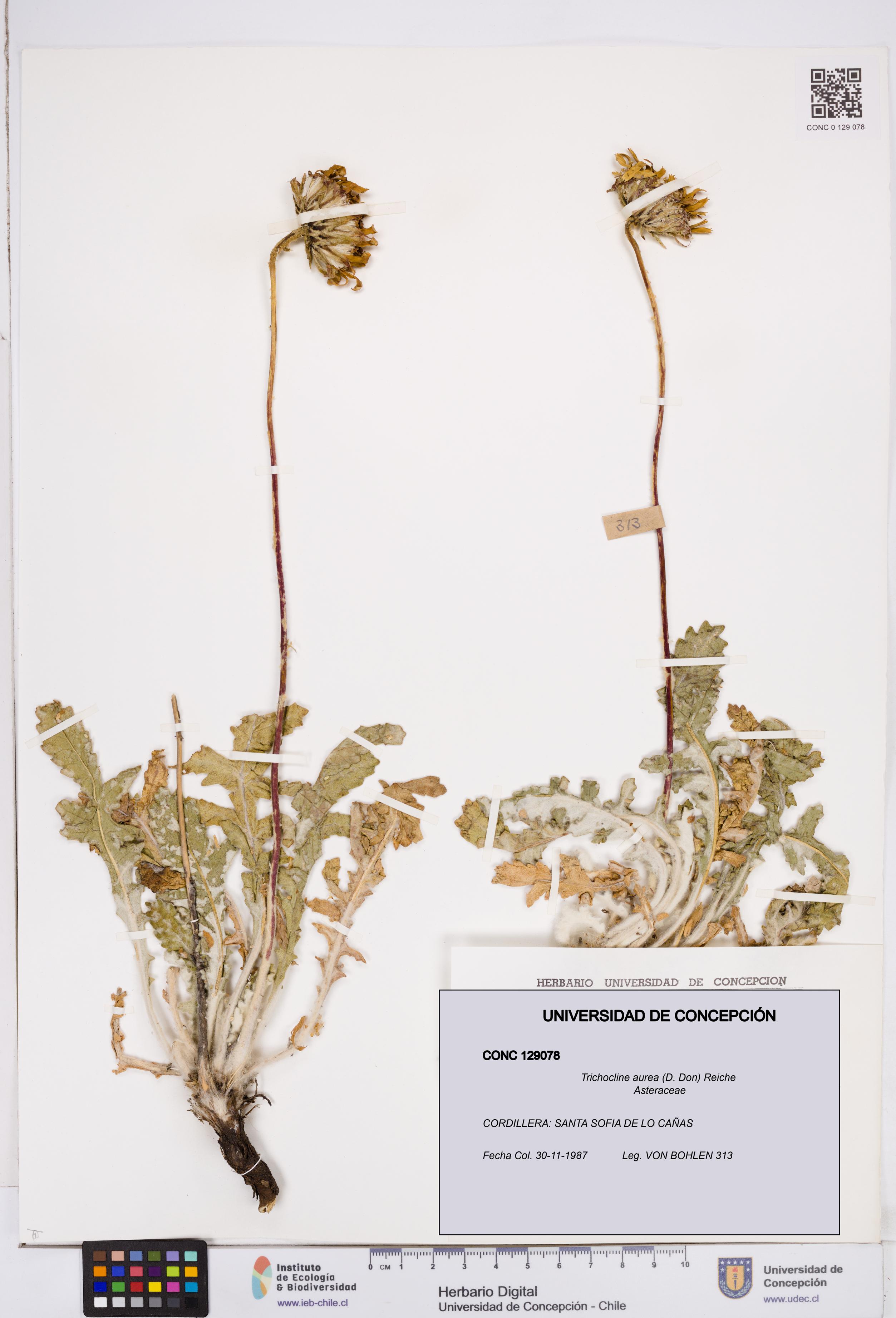 Trichocline aurea [Espécimen: ]