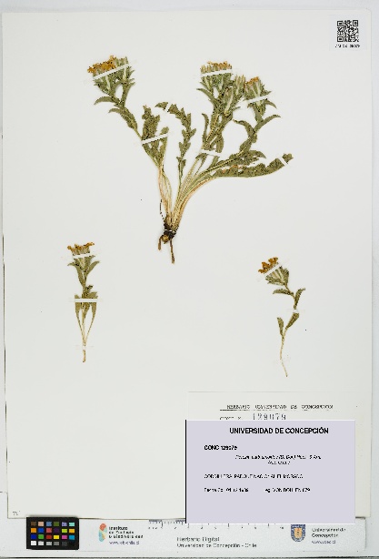 Perezia carthamoides [Espécimen: UDEC:CONC:0129079]