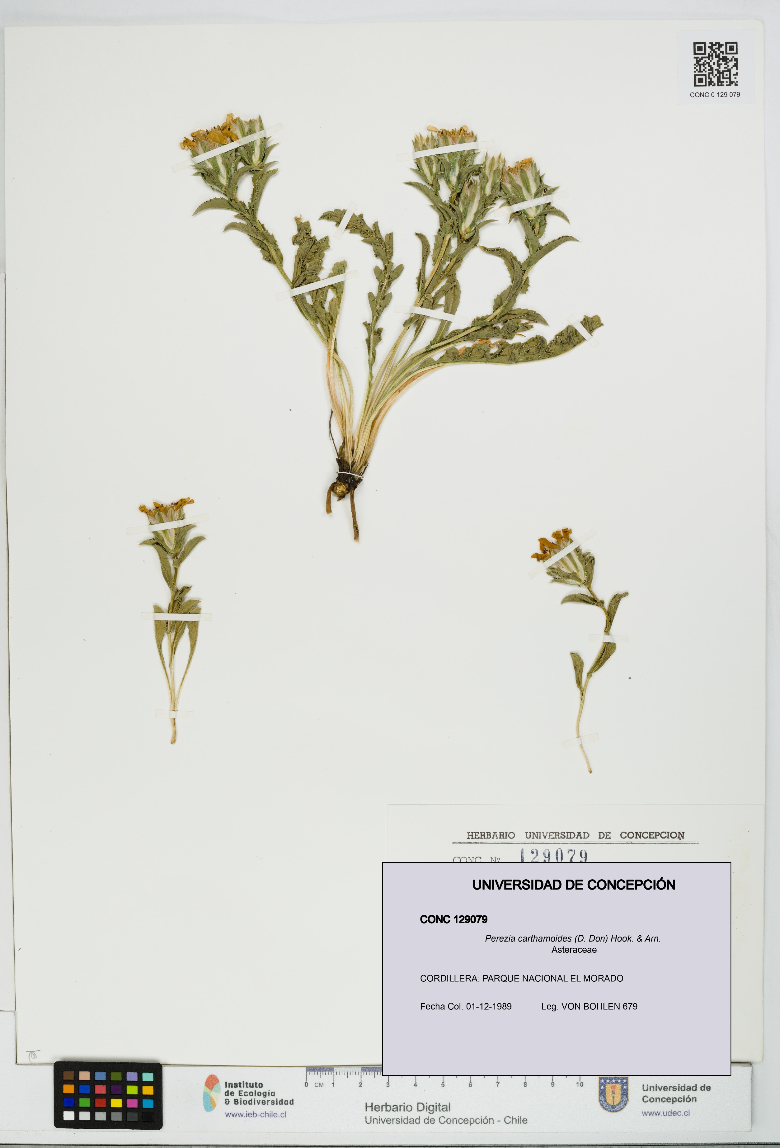 Perezia carthamoides [Espécimen: UDEC:CONC:0129079]