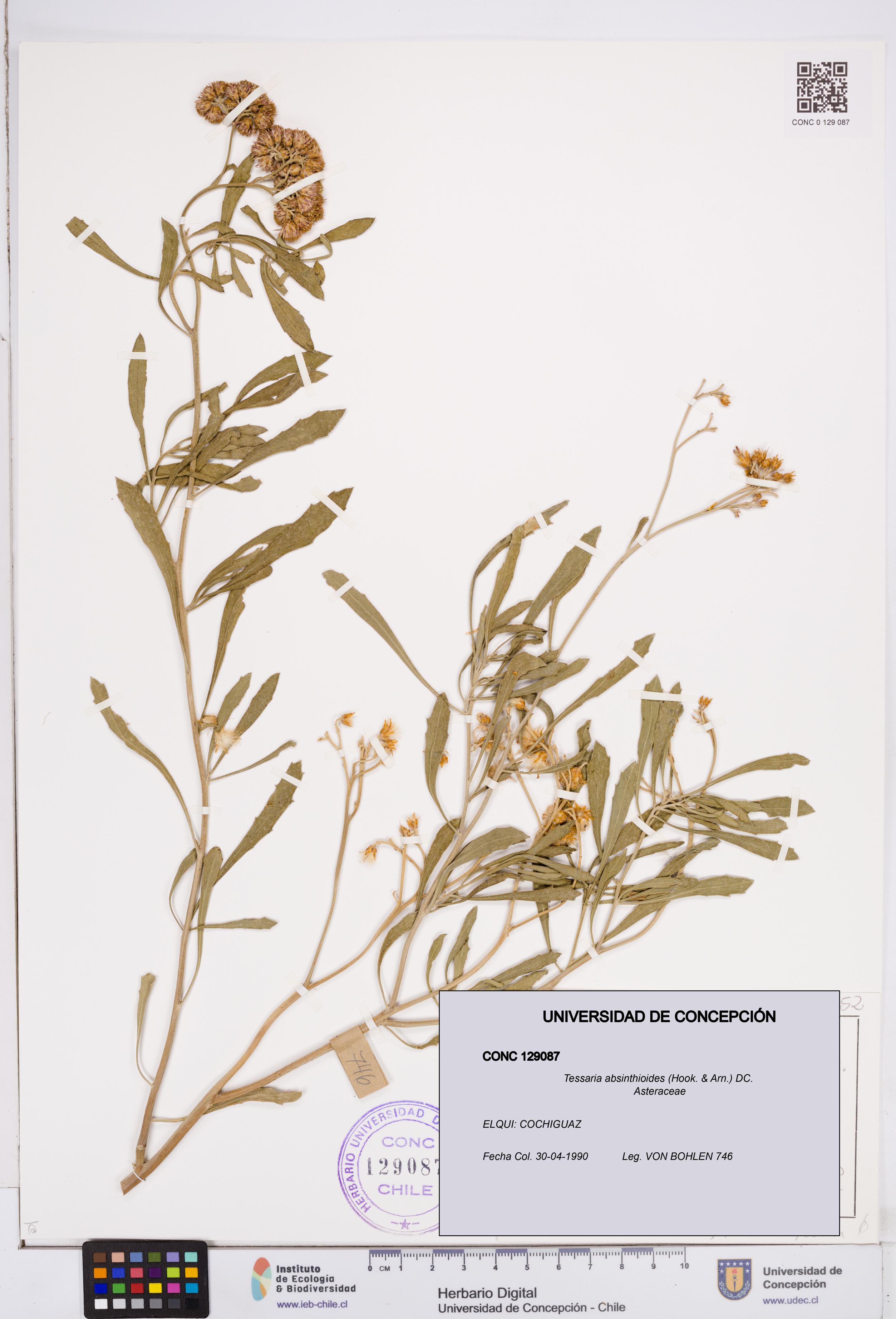 Tessaria absinthioides [Espécimen: ]