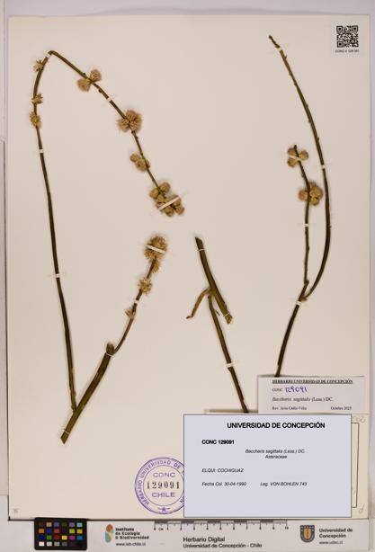 Baccharis sagittalis [Espécimen: UDEC:CONC:0129091]