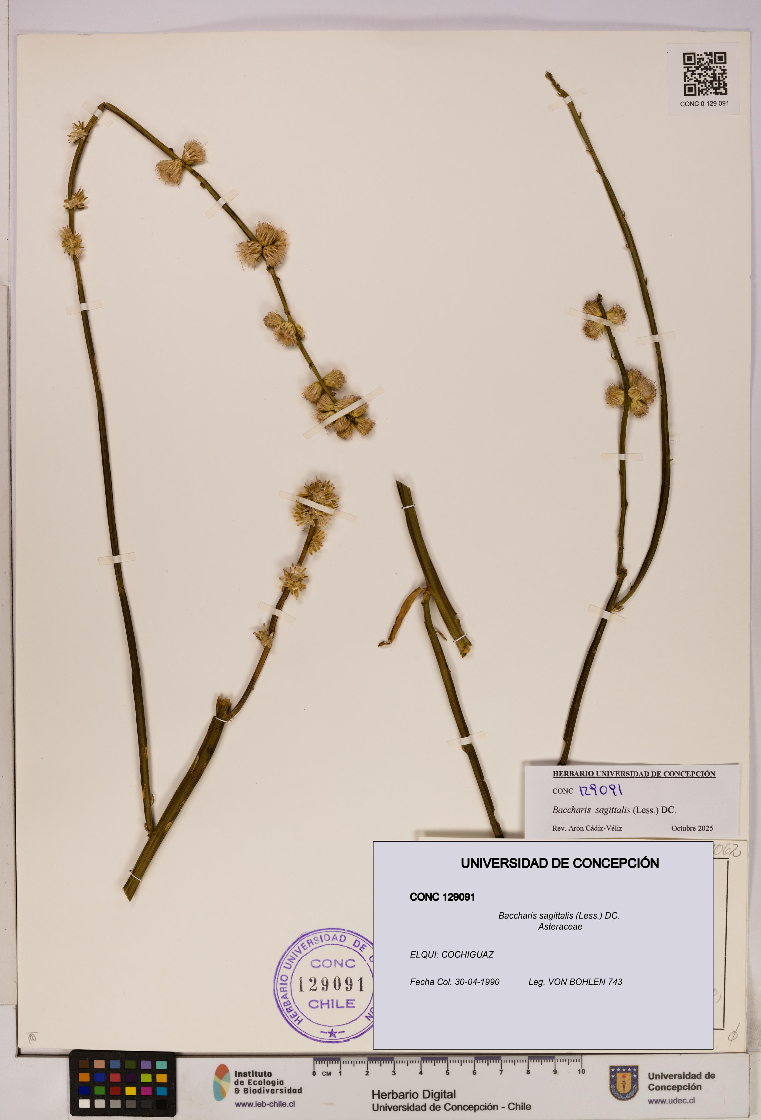 Baccharis sagittalis [Espécimen: UDEC:CONC:0129091]