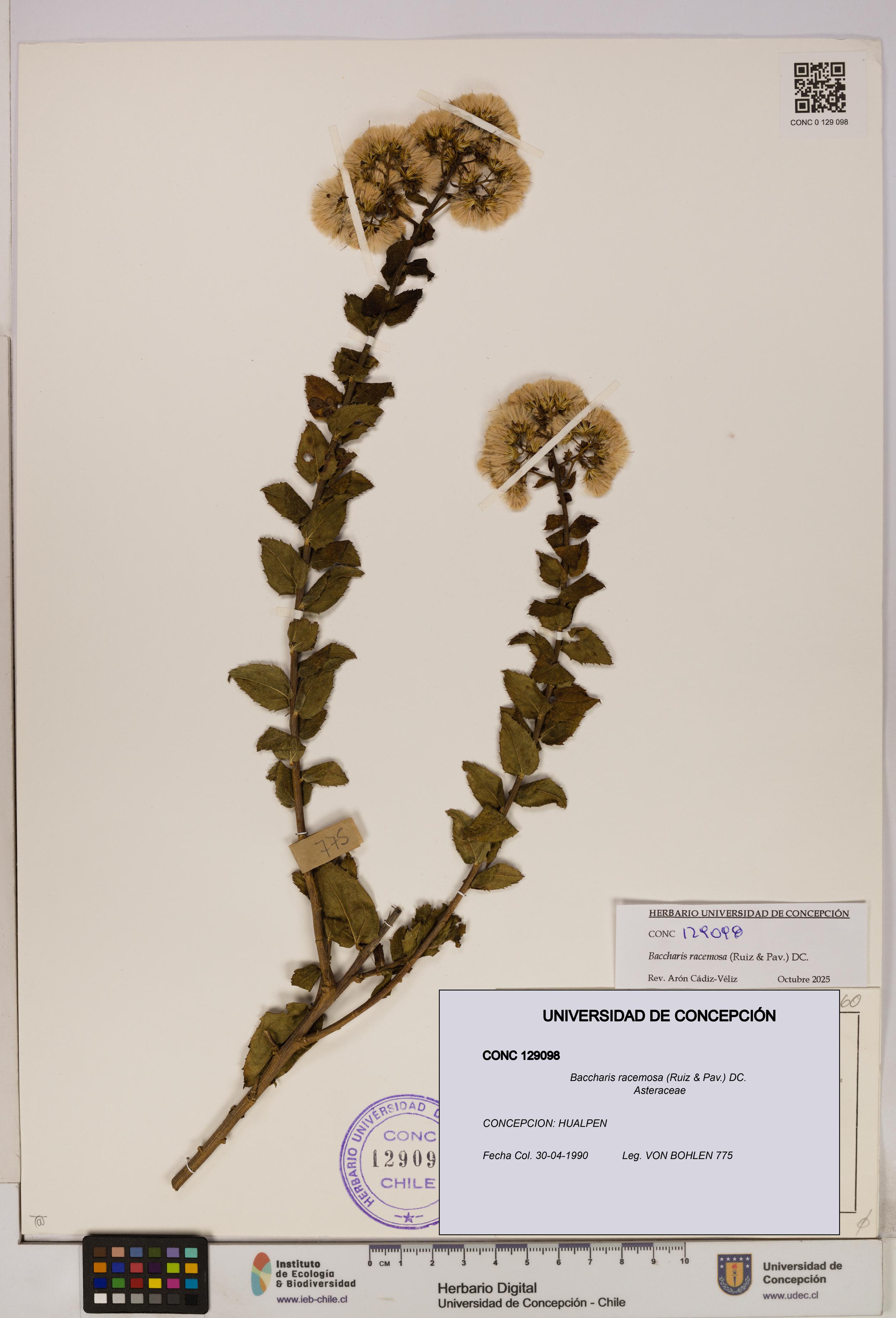 Baccharis racemosa [Espécimen: UDEC:CONC:0129098]