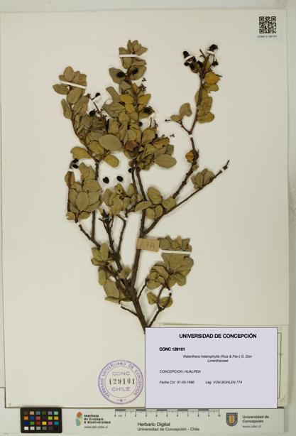 Notanthera heterophylla [Espécimen: UDEC:CONC:0129101]