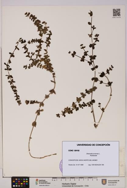 Sherardia arvensis [Espécimen: UDEC:CONC:0129102]