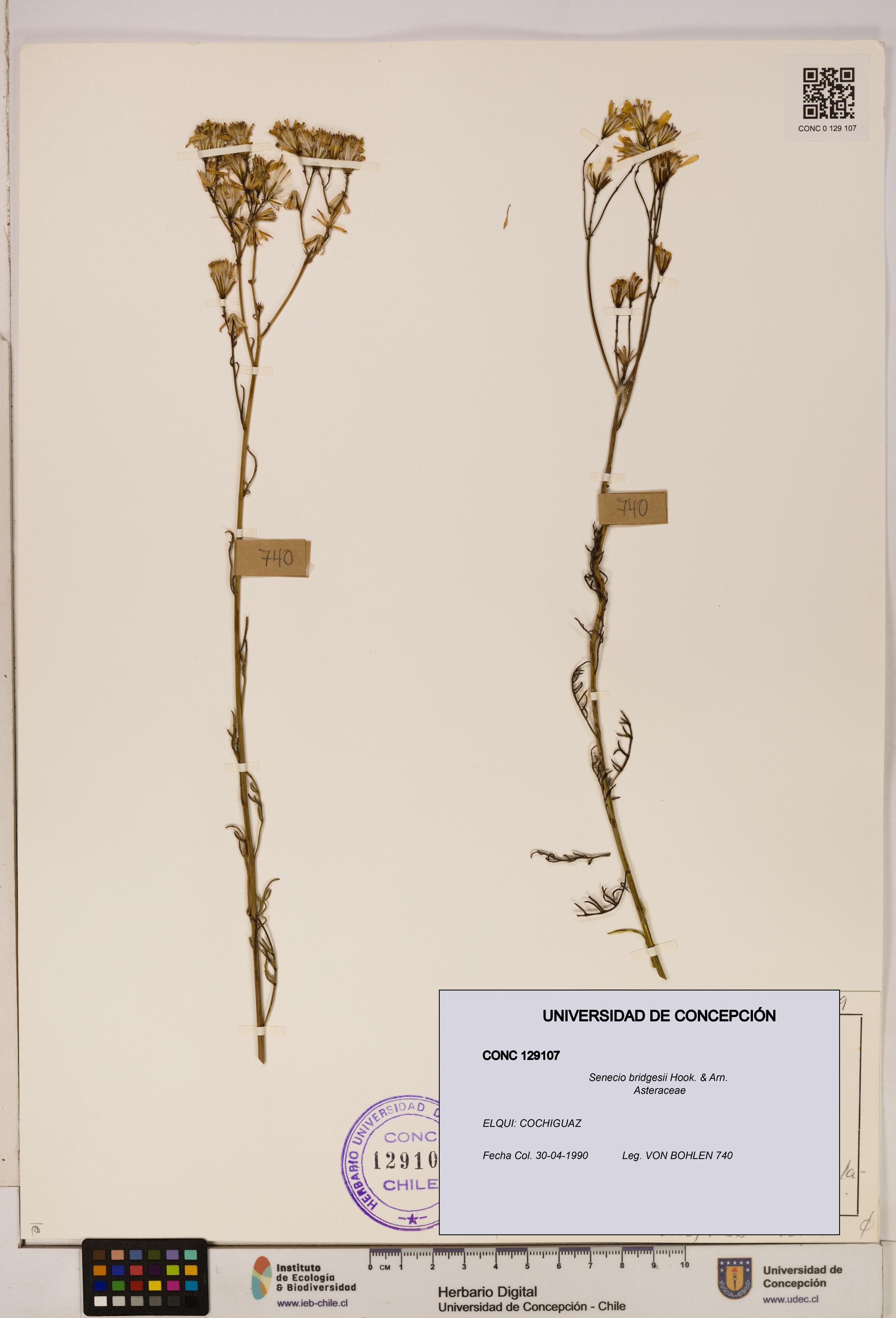 Senecio bridgesii [Espécimen: UDEC:CONC:0129107]