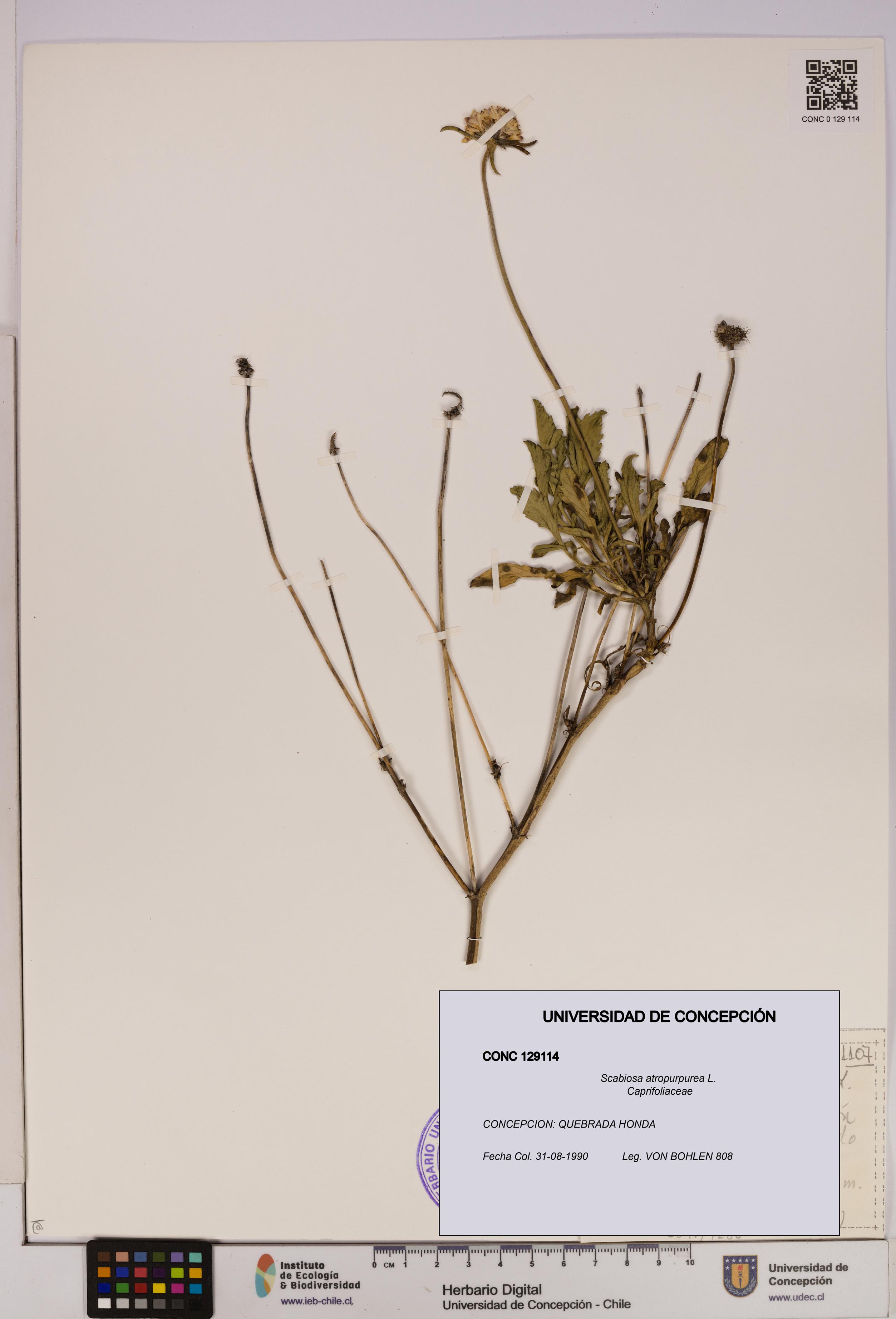Scabiosa atropurpurea [Espécimen: UDEC:CONC:0129114]
