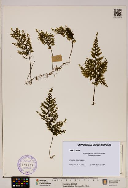 Hymenophyllum krauseanum [Espécimen: ]