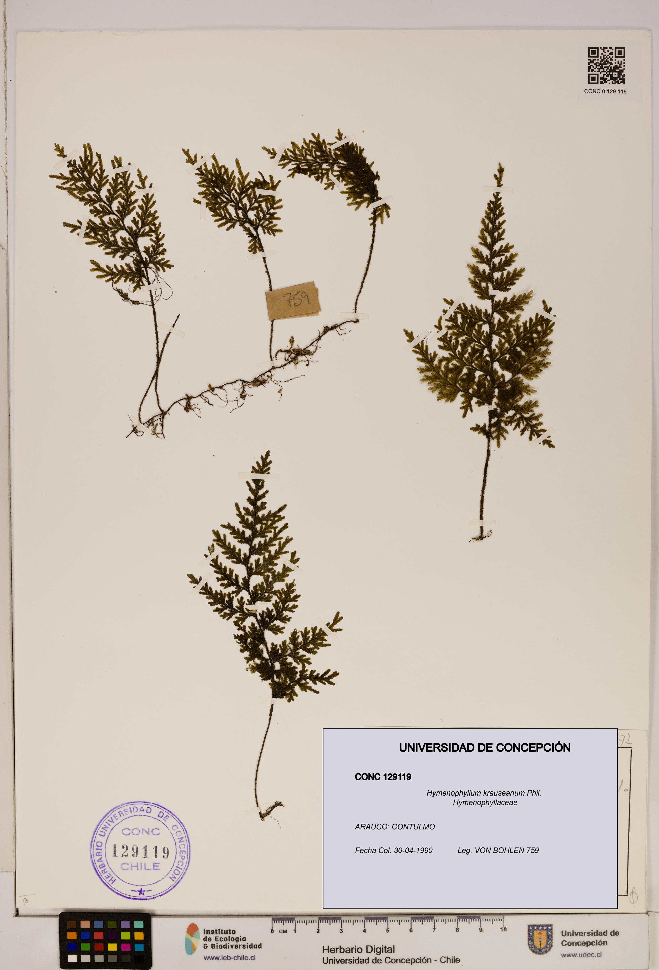 Hymenophyllum krauseanum [Espécimen: ]