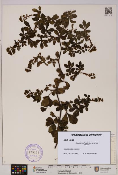 Cissus striata var. striata [Espécimen: UDEC:CONC:0129126]