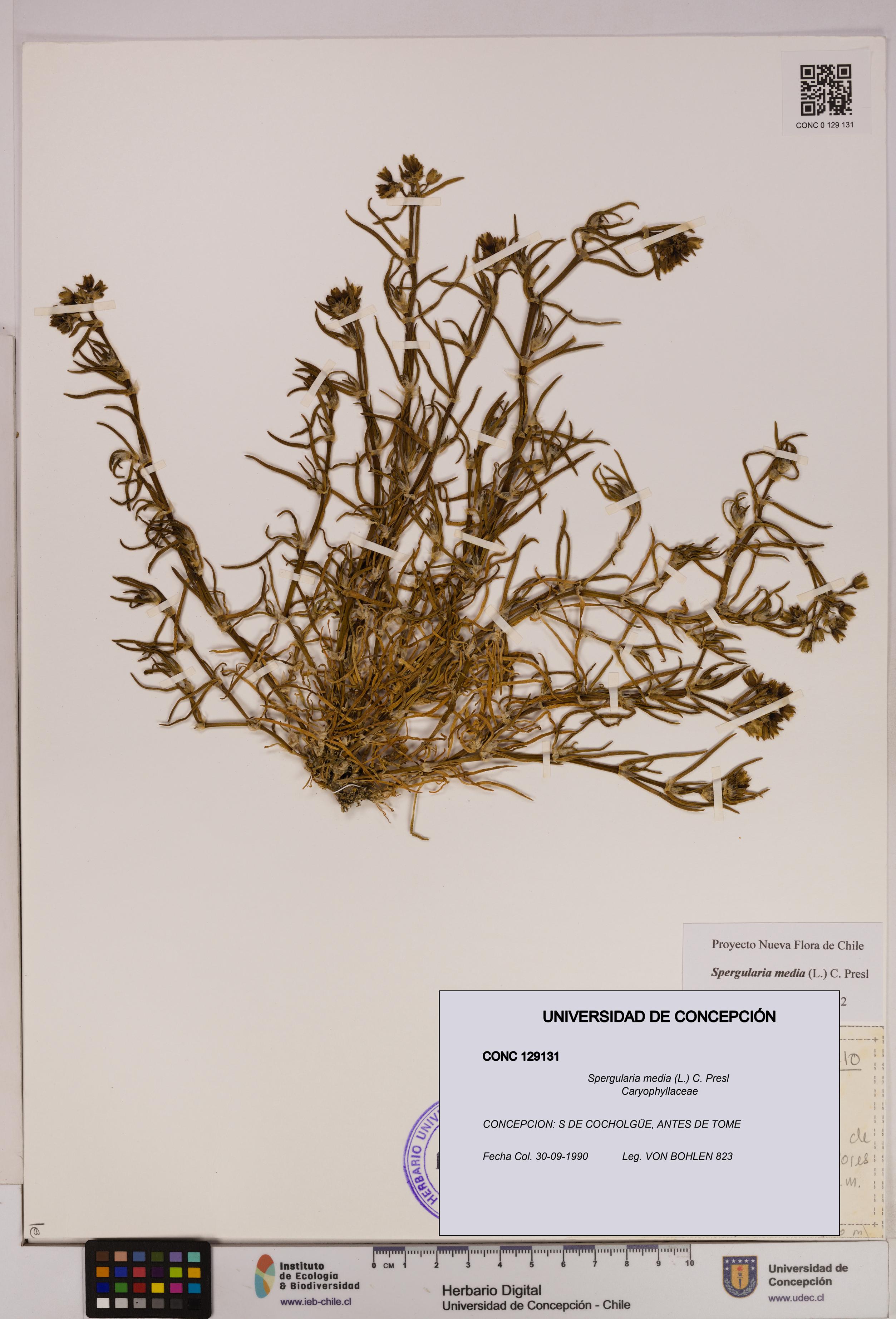 Spergularia media [Espécimen: UDEC:CONC:0129131]