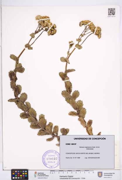 Senecio nigrescens [Espécimen: ]