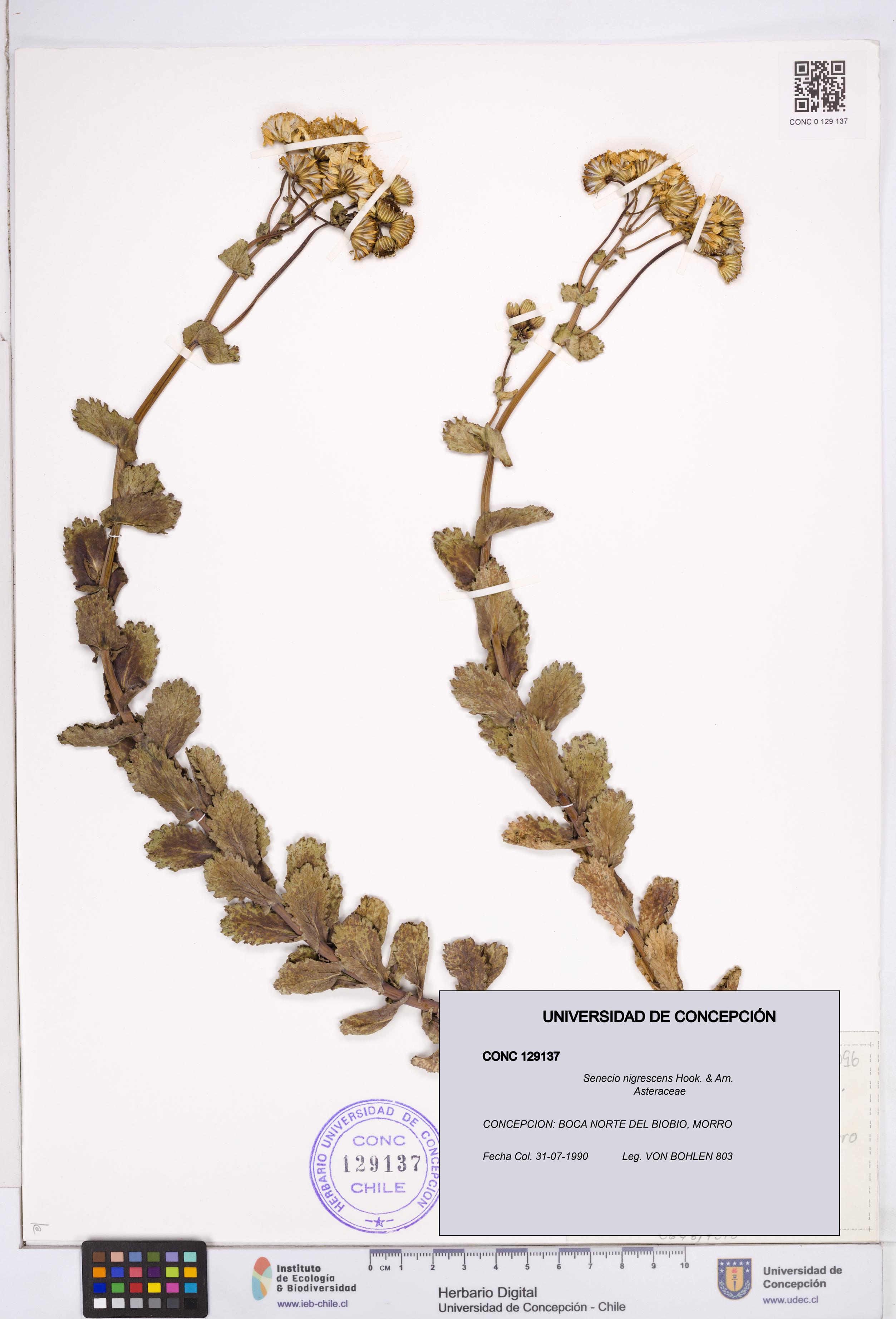 Senecio nigrescens [Espécimen: ]
