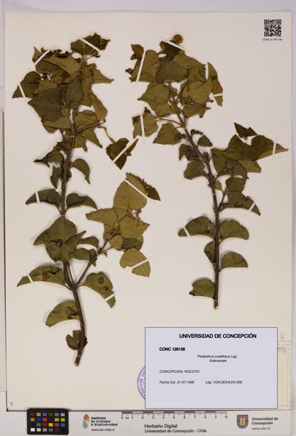 Podanthus ovatifolius [Espécimen: ]