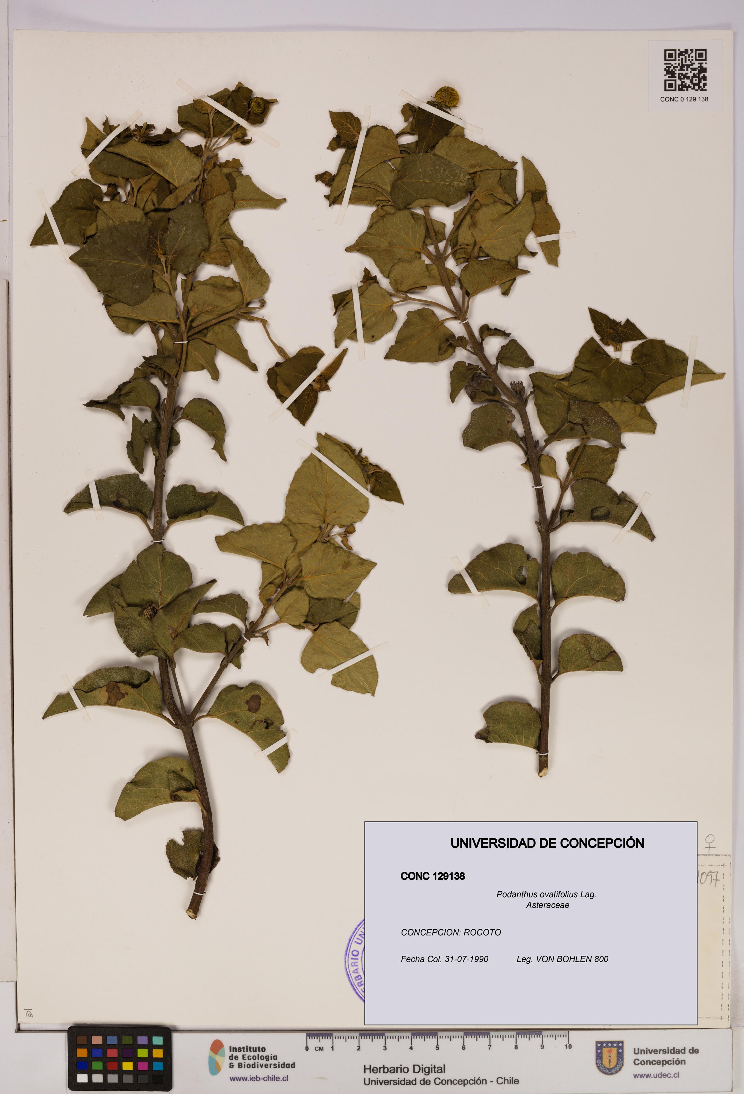 Podanthus ovatifolius [Espécimen: ]
