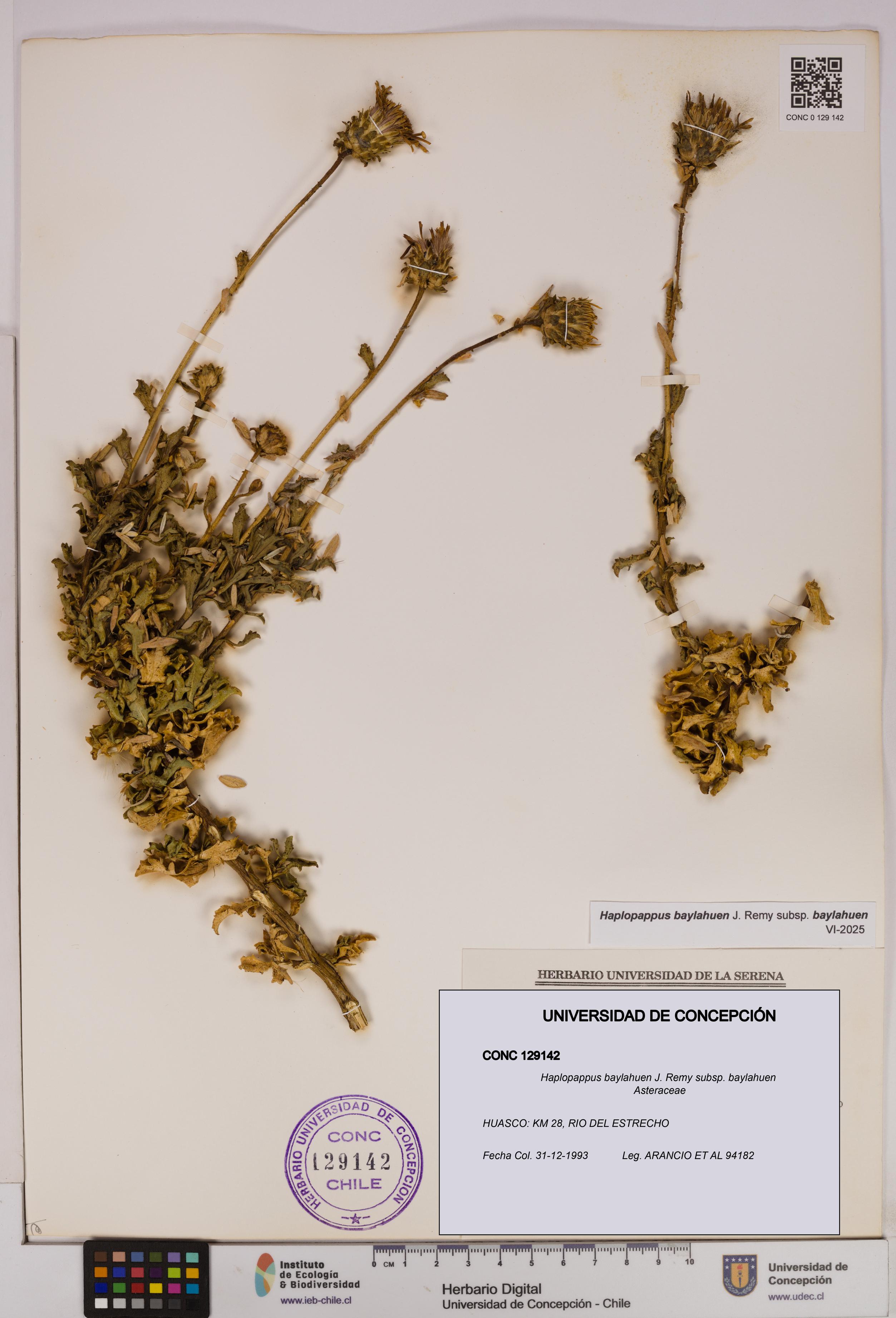 Haplopappus baylahuen subsp. baylahuen [Espécimen: UDEC:CONC:0129142]