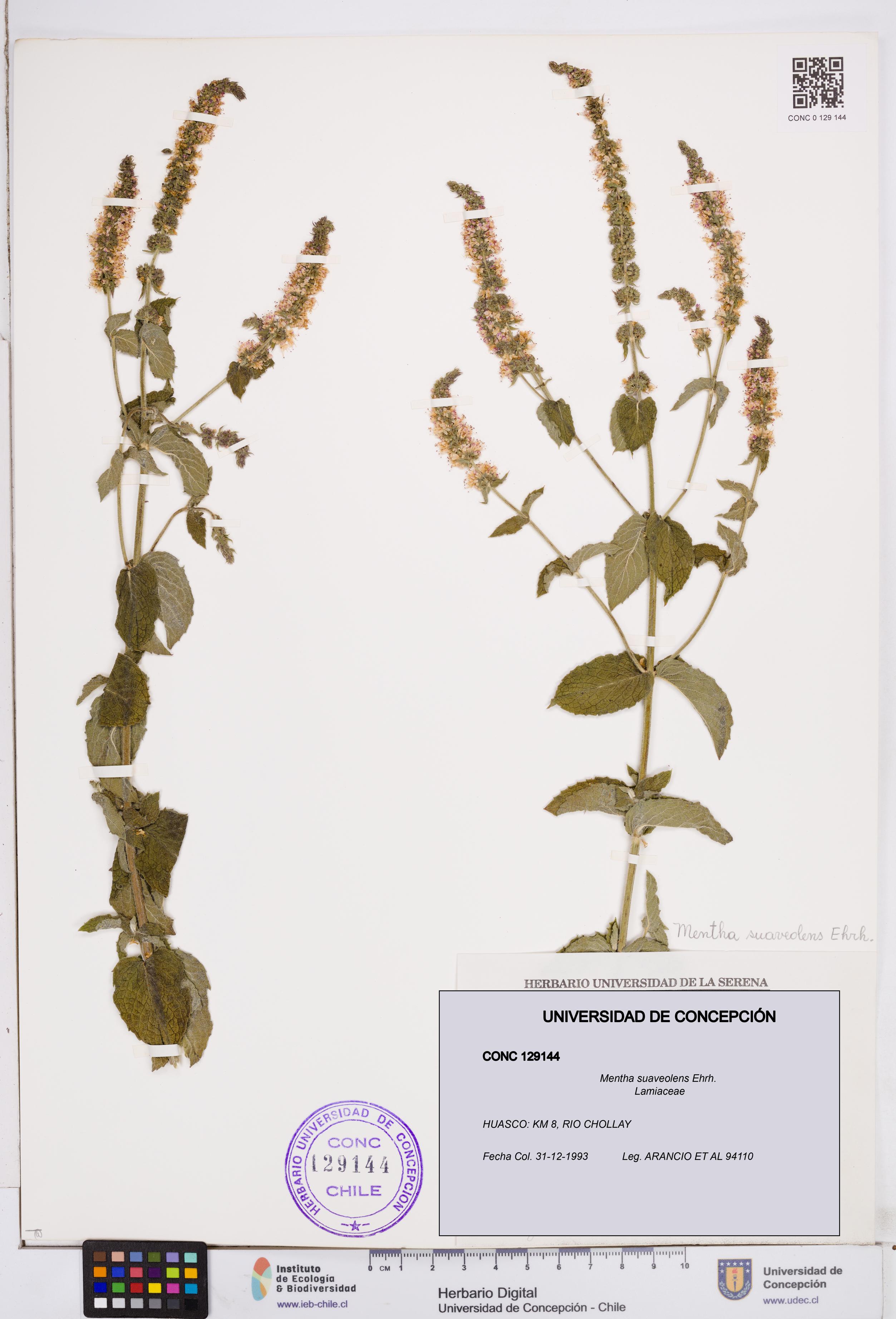 Mentha suaveolens [Espécimen: ]