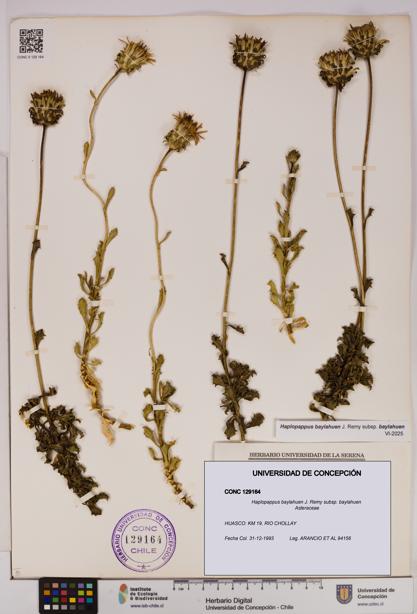 Haplopappus baylahuen subsp. baylahuen [Espécimen: UDEC:CONC:0129164]