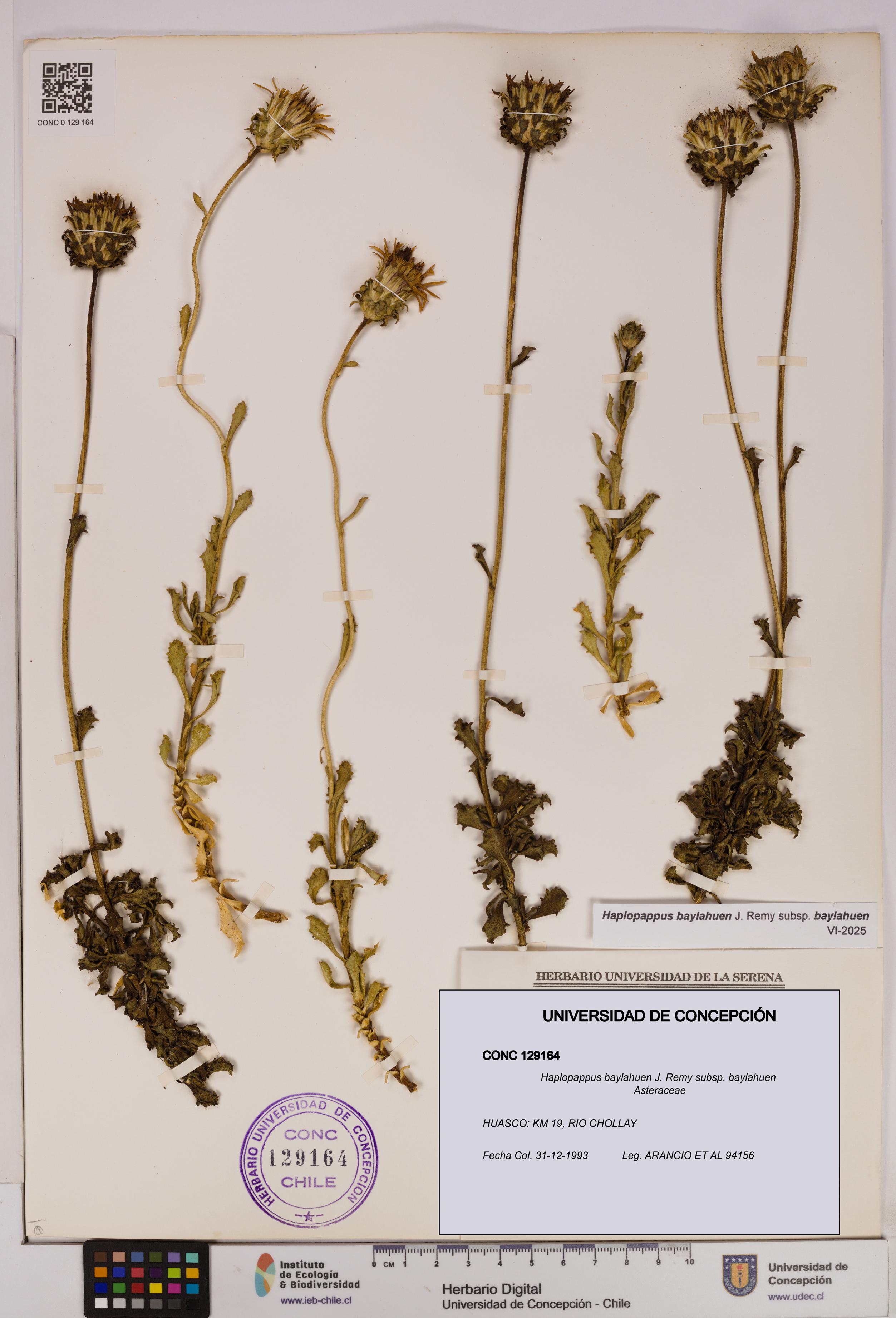 Haplopappus baylahuen subsp. baylahuen [Espécimen: UDEC:CONC:0129164]