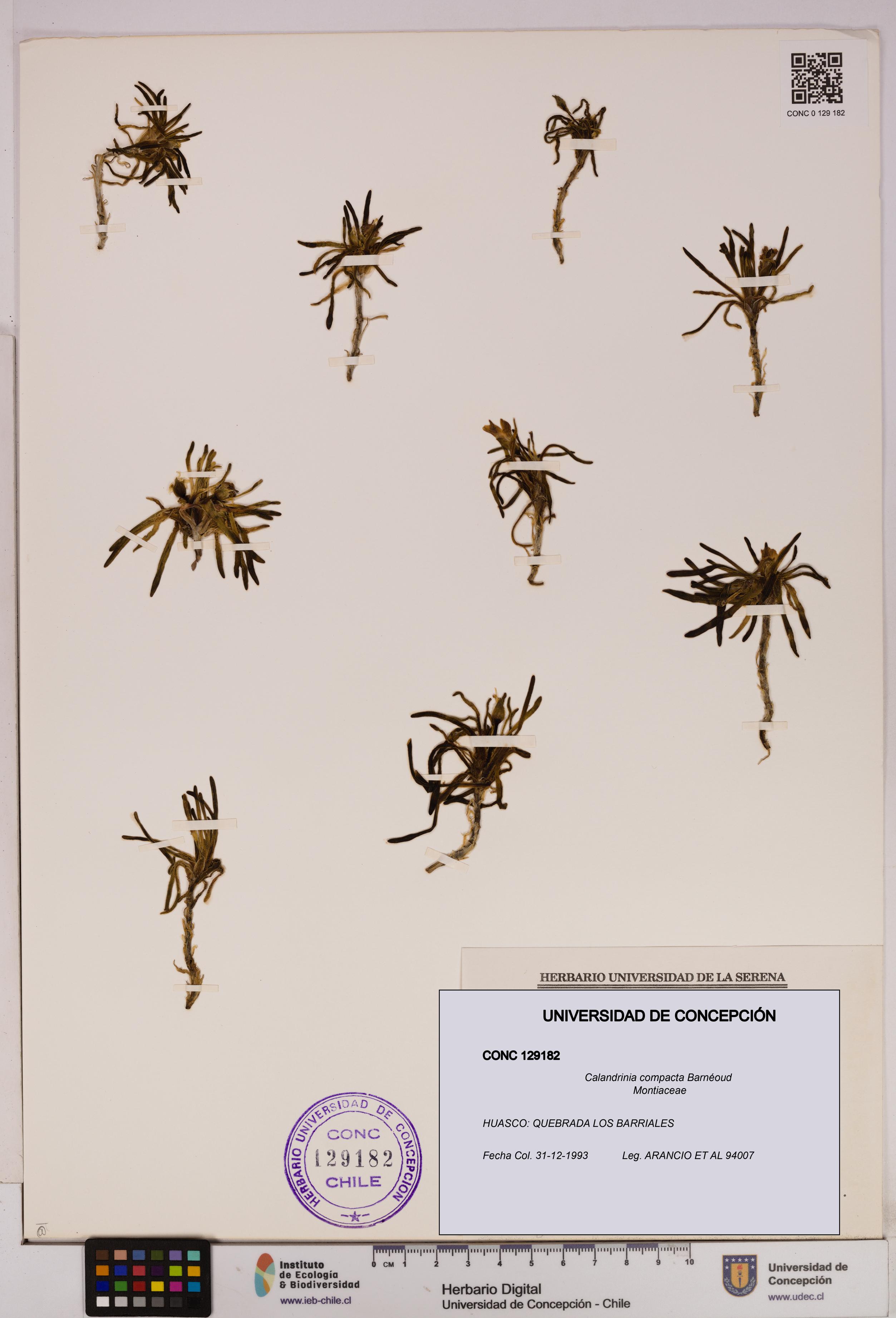 Calandrinia compacta [Espécimen: UDEC:CONC:0129182]