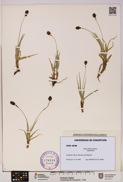 Carex atropicta [Espécimen: UDEC:CONC:0129188]