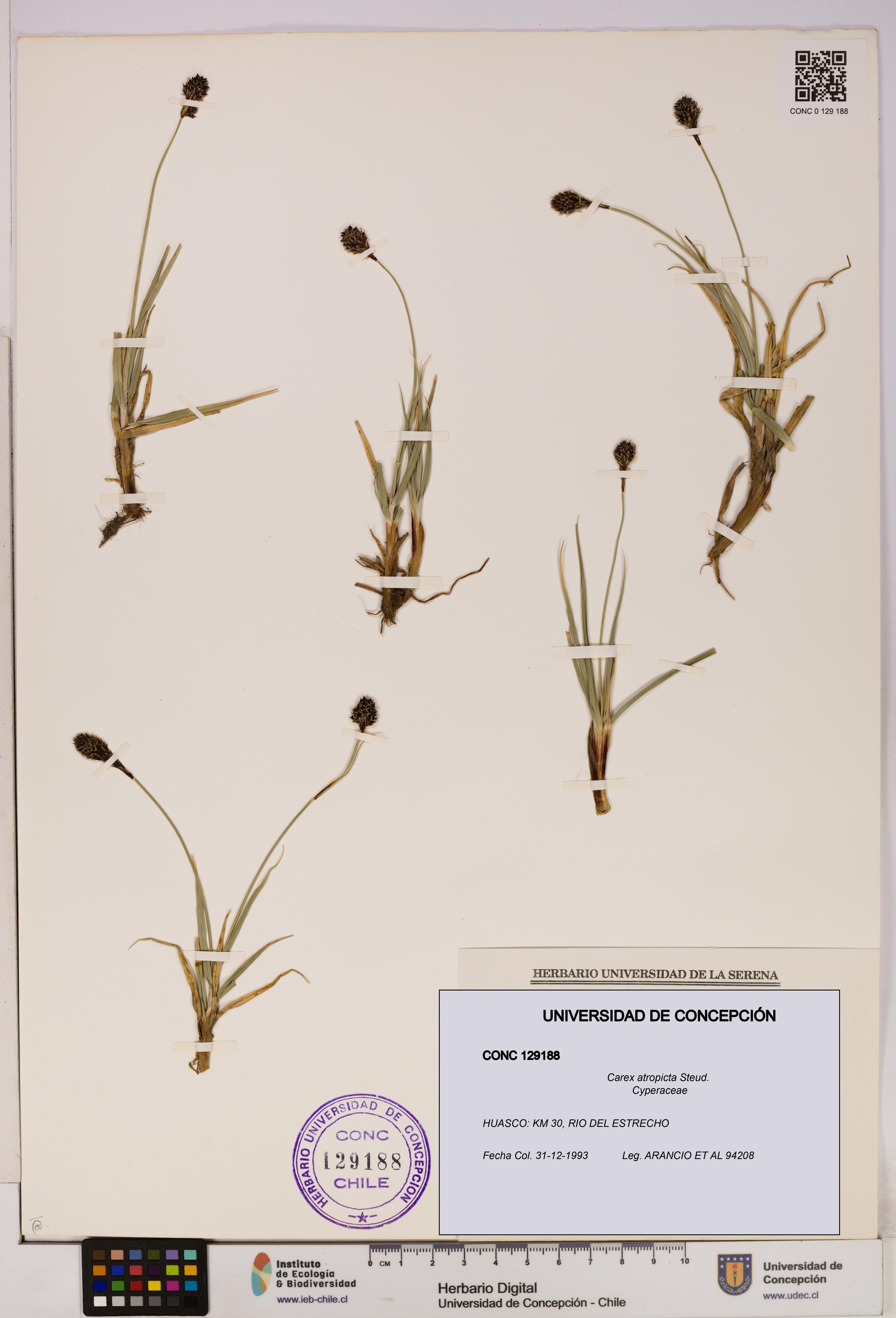 Carex atropicta [Espécimen: UDEC:CONC:0129188]