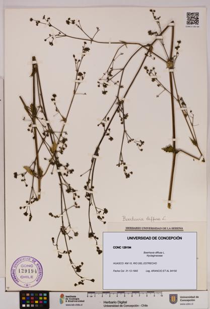 Boerhavia diffusa [Espécimen: UDEC:CONC:0129194]