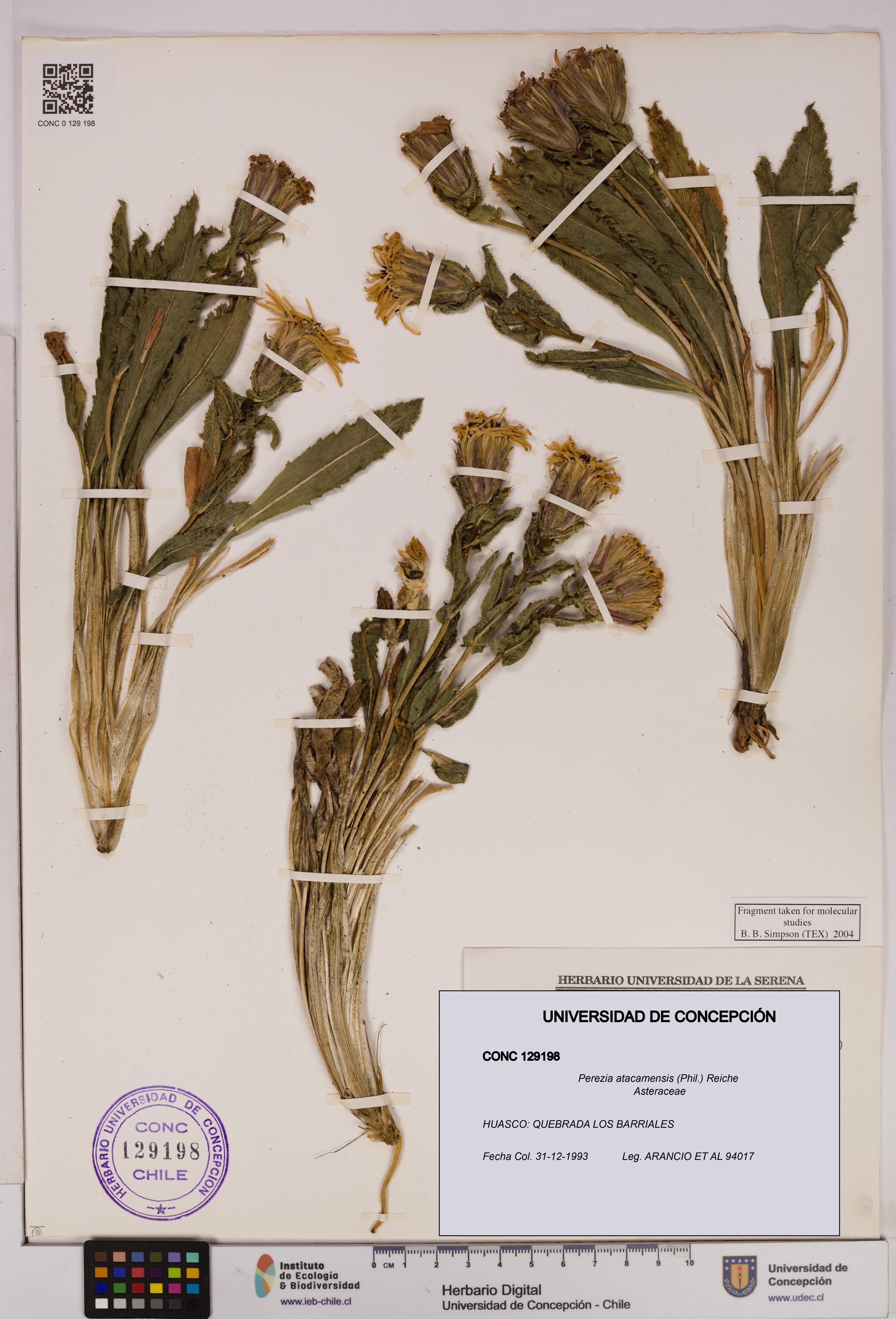 Perezia atacamensis [Espécimen: UDEC:CONC:0129198]