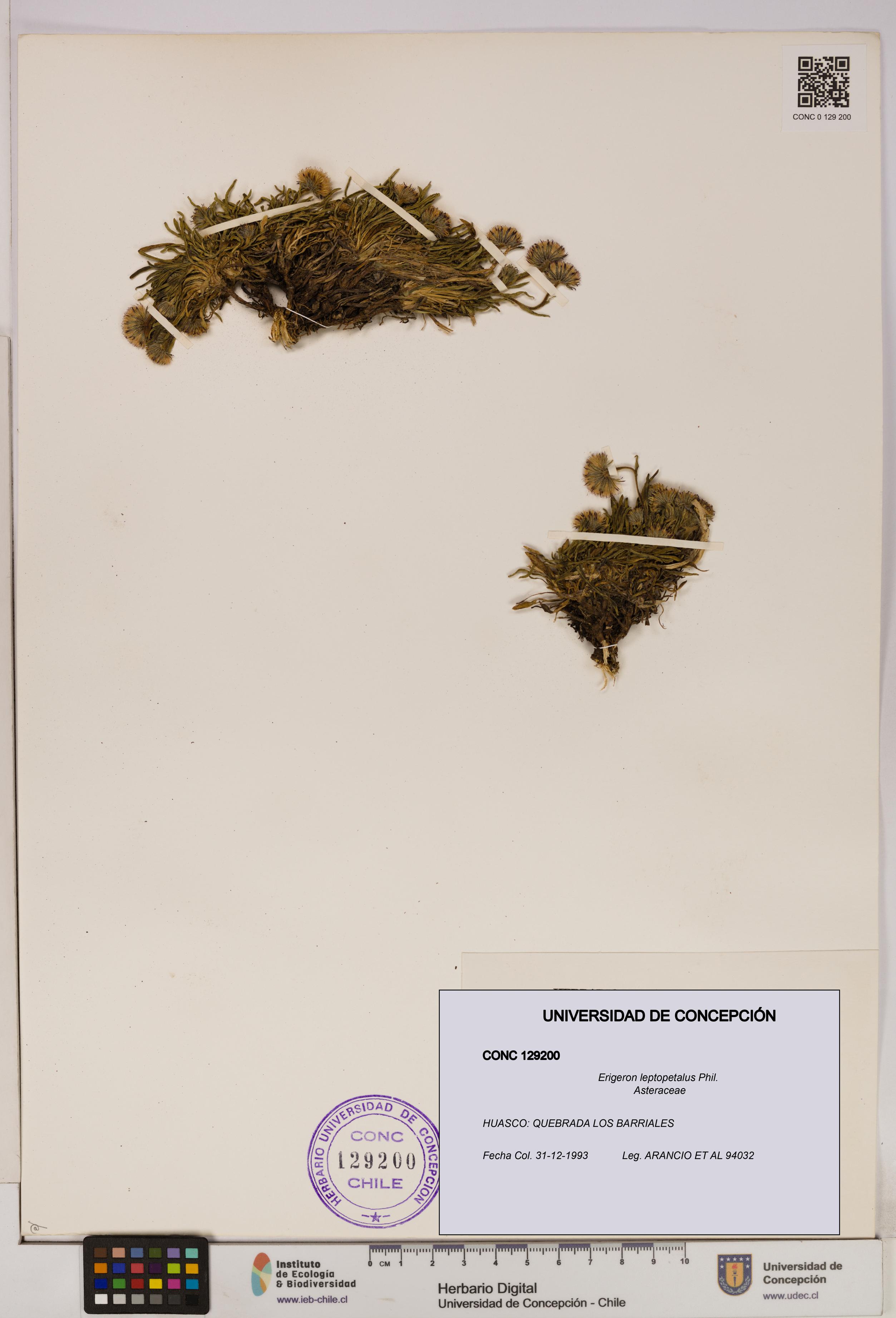 Erigeron leptopetalus [Espécimen: UDEC:CONC:0129200]