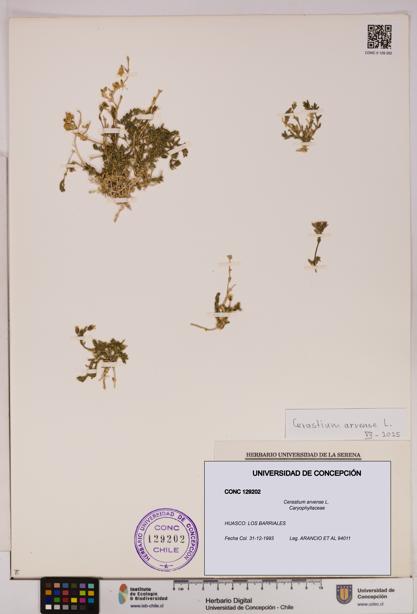 Cerastium arvense [Espécimen: UDEC:CONC:0129202]
