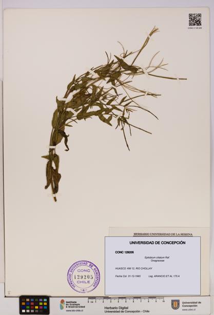 Epilobium ciliatum [Espécimen: UDEC:CONC:0129205]
