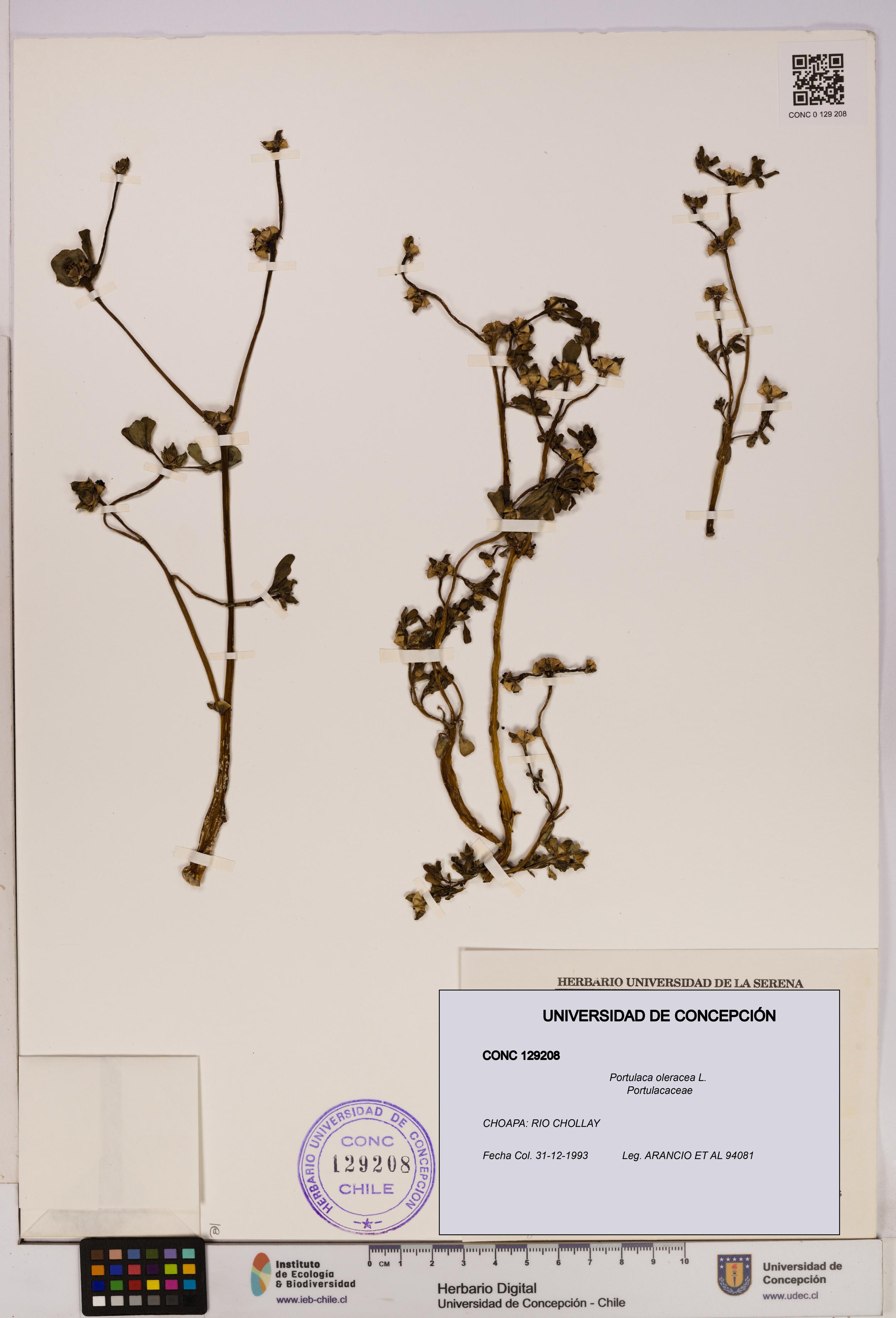 Portulaca oleracea [Espécimen: UDEC:CONC:0129208]
