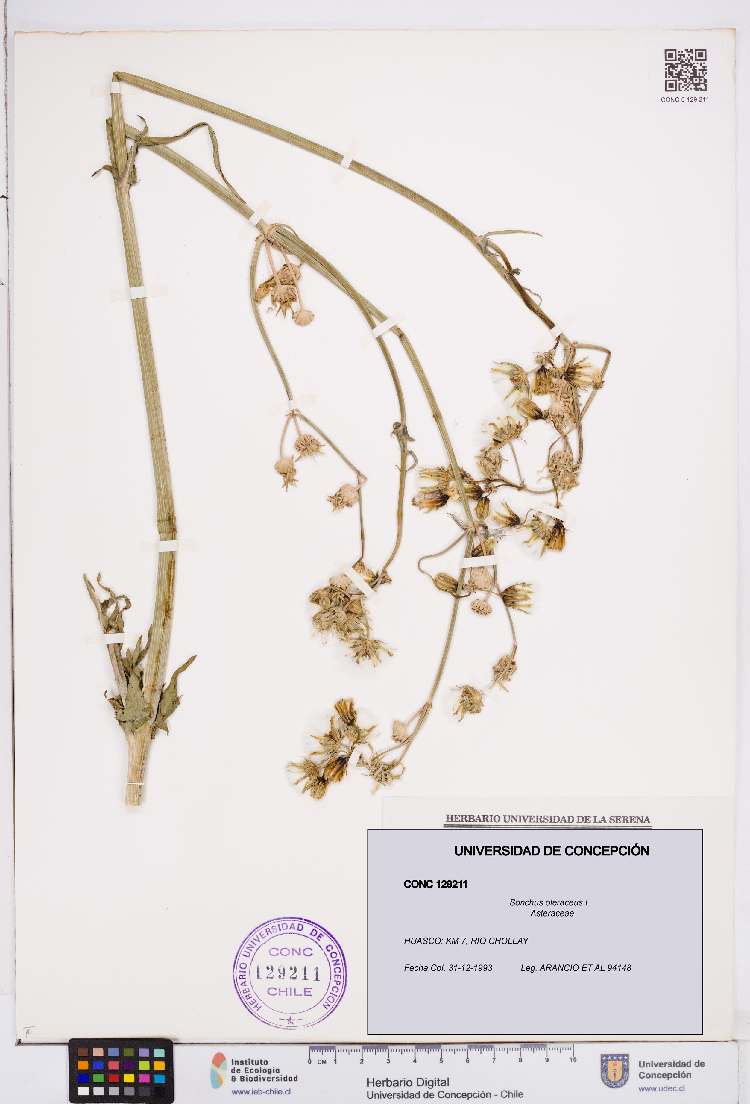 Sonchus oleraceus [Espécimen: ]