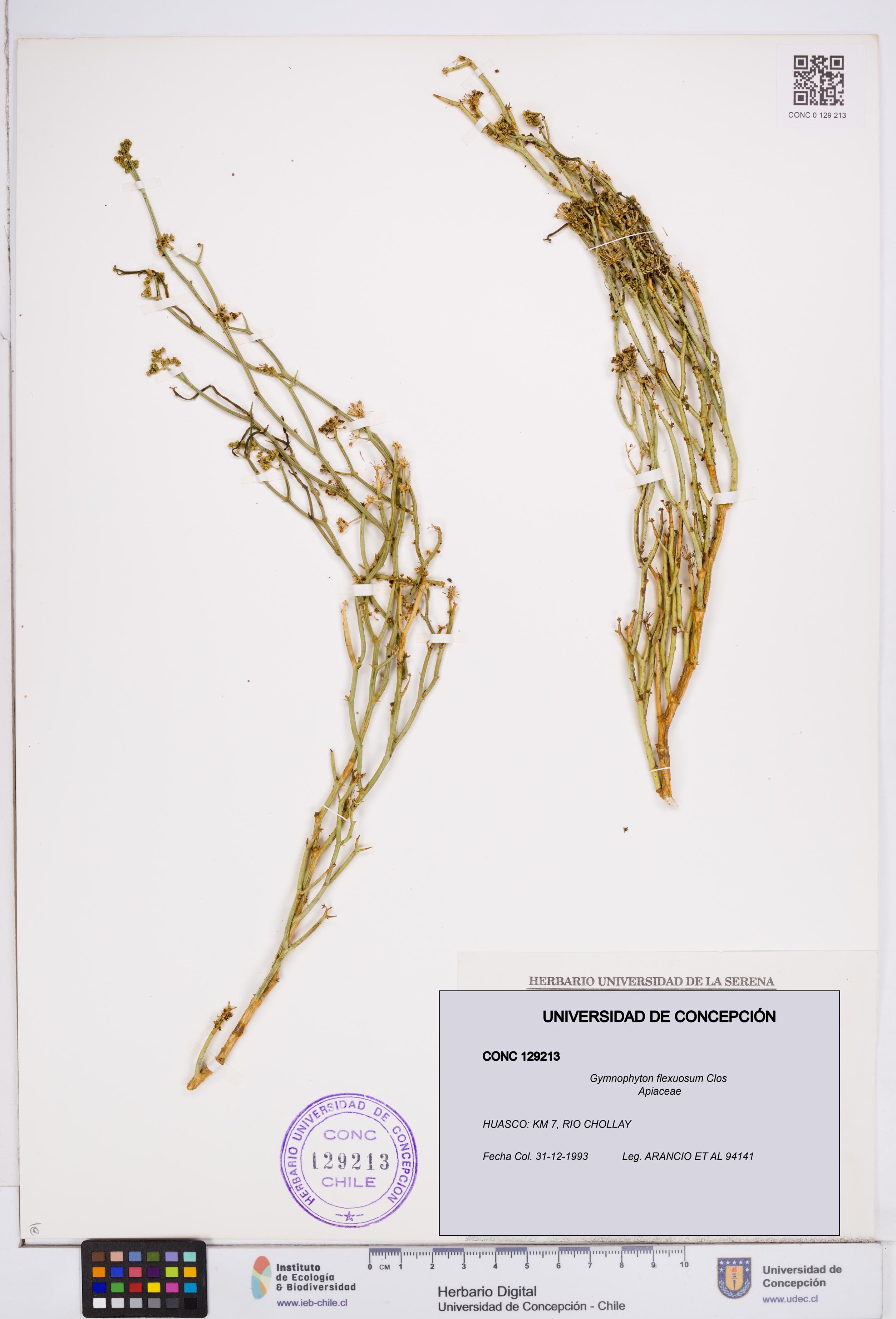 Gymnophyton flexuosum [Espécimen: ]