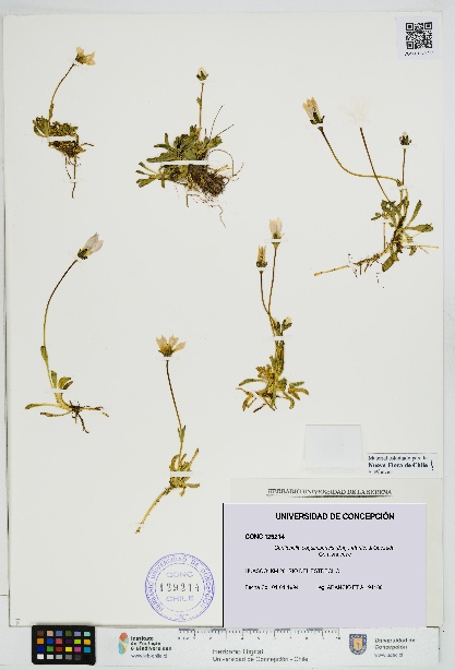 Gentianella coquimbensis [Espécimen: UDEC:CONC:0129214]