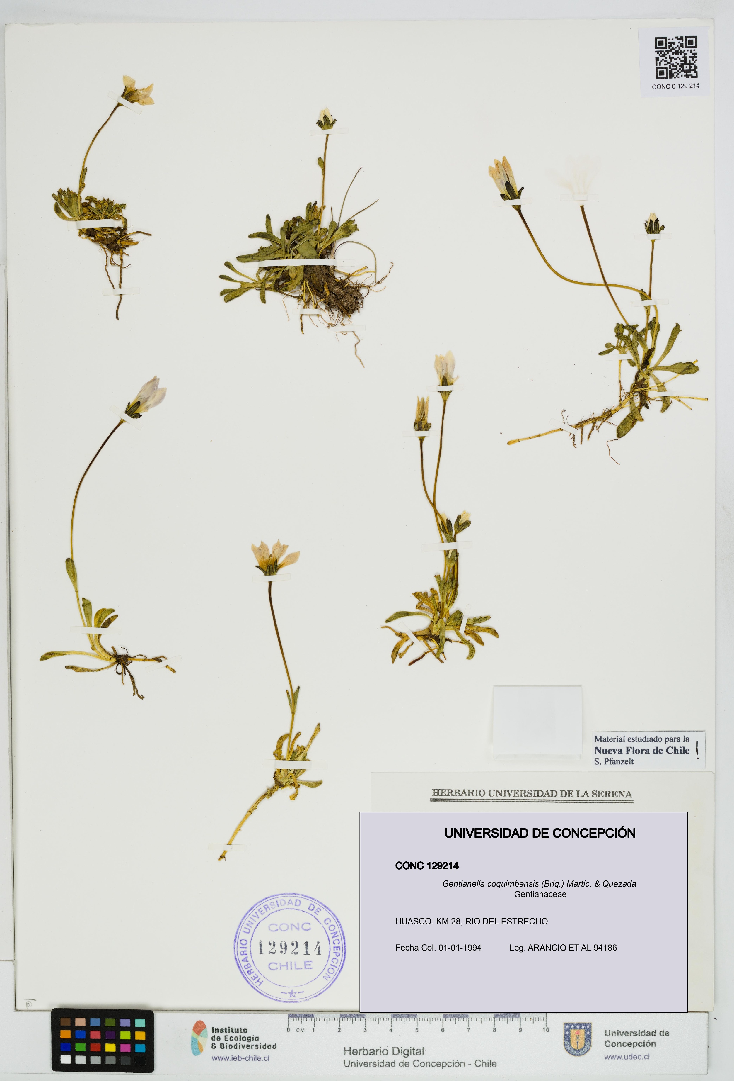 Gentianella coquimbensis [Espécimen: UDEC:CONC:0129214]