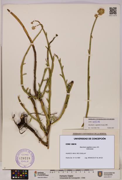 Baccharis sagittalis [Espécimen: UDEC:CONC:0129218]