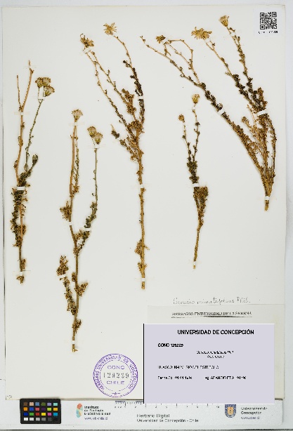 Senecio minutifolius [Espécimen: UDEC:CONC:0129229]
