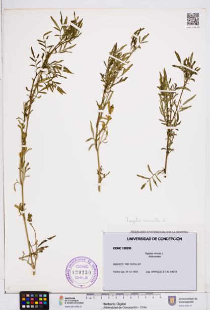 Tagetes minuta [Espécimen: ]