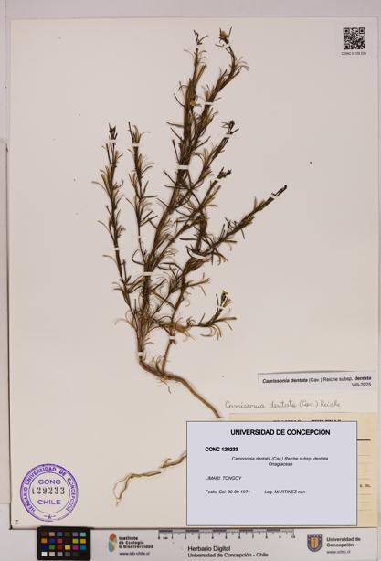 Camissonia dentata [Espécimen: UDEC:CONC:0129233]